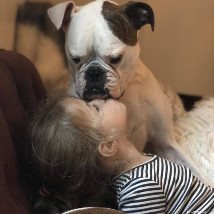 Valley Bulldog Traits: Appearance, Temperament, and Care
