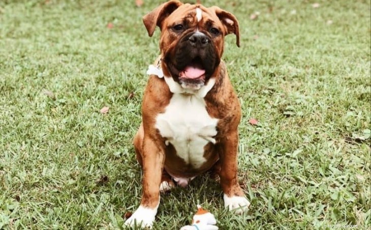 Valley Bulldog Traits: Appearance, Temperament, and Care