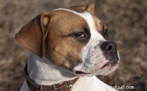 Valley Bulldog Traits: Appearance, Temperament, and Care
