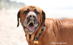 Tosa Dog Behavior: Patience, Courage, and Family Bond