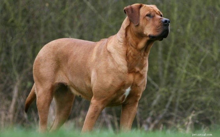 Tosa Dog Behavior: Patience, Courage, and Family Bond