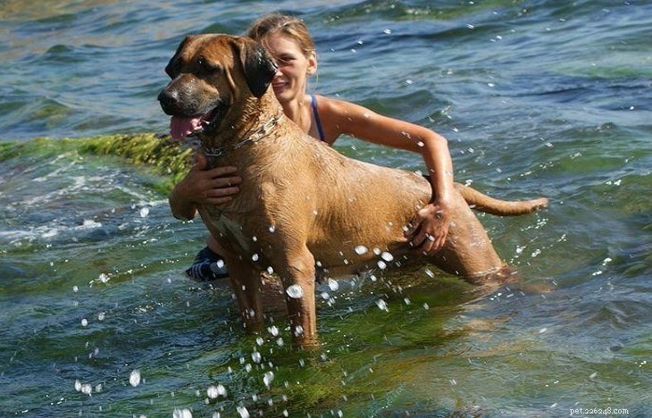 Tosa Dog Behavior: Patience, Courage, and Family Bond