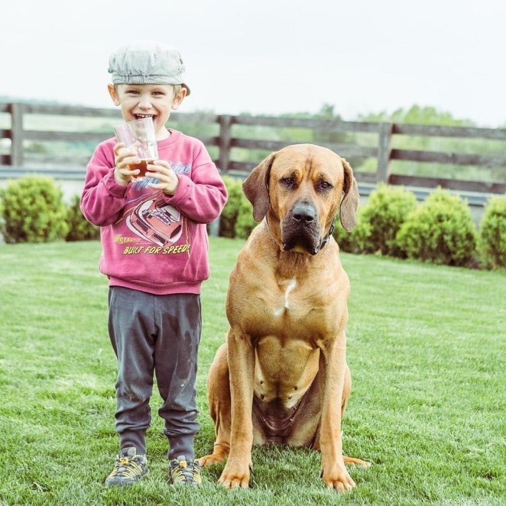 Tosa Dog Behavior: Patience, Courage, and Family Bond
