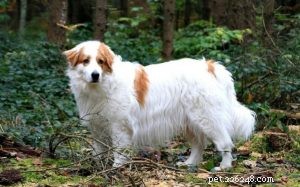 Tornjak Behavior: Loyalty, Energy, and Family Bonding