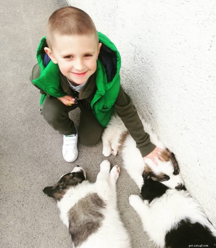 Tornjak Behavior: Loyalty, Energy, and Family Bonding