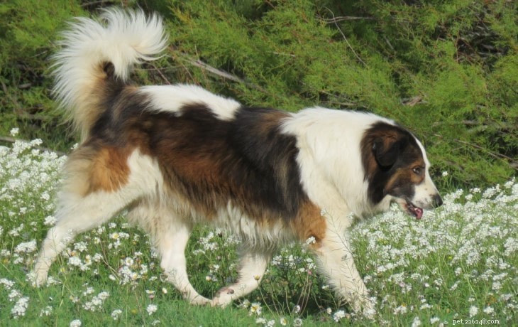 Tornjak Behavior: Loyalty, Energy, and Family Bonding
