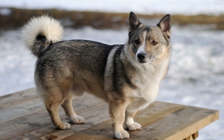 Swedish Vallhund: Personality, Training, and Family Compatibility