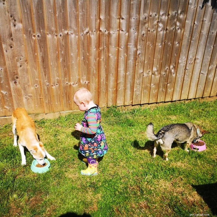 Swedish Vallhund: Personality, Training, and Family Compatibility