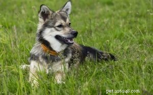 Swedish Vallhund: Personality, Training, and Family Compatibility