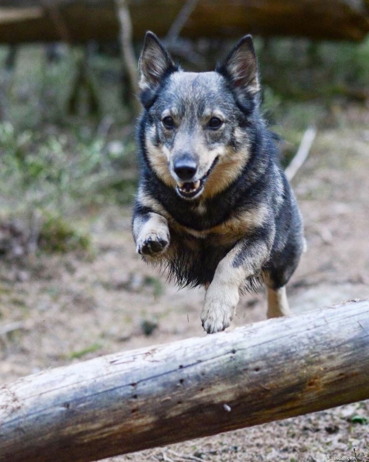 Swedish Vallhund: Personality, Training, and Family Compatibility