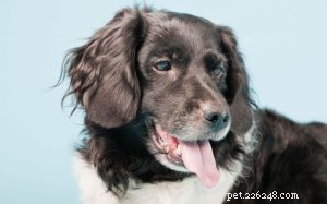 Stabyhoun Behavior: A Guide to Temperament, Training, and Care