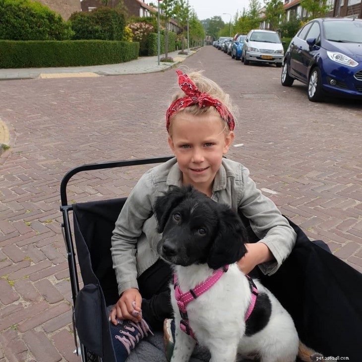 Stabyhoun Behavior: A Guide to Temperament, Training, and Care
