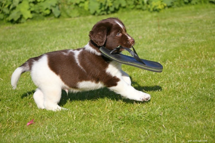 Stabyhoun Behavior: A Guide to Temperament, Training, and Care
