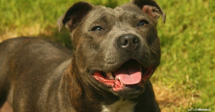 Understanding Staffordshire Bull Terrier Behavior: Traits & Tips