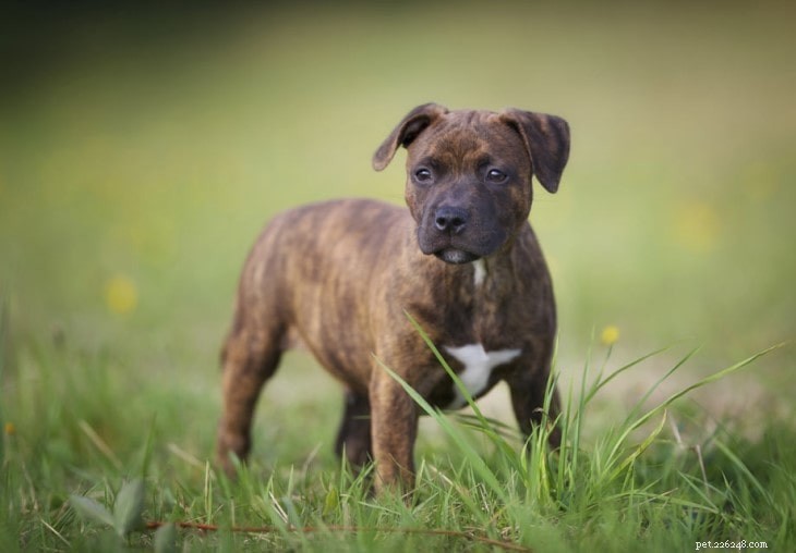 Understanding Staffordshire Bull Terrier Behavior: Traits & Tips