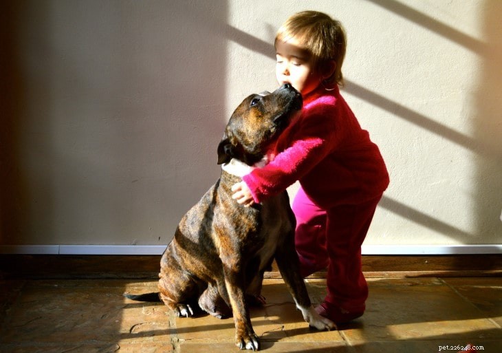 Understanding Staffordshire Bull Terrier Behavior: Traits & Tips