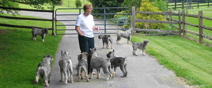 Understanding Standard Schnauzer Behavior: Traits, Temperament, and Care