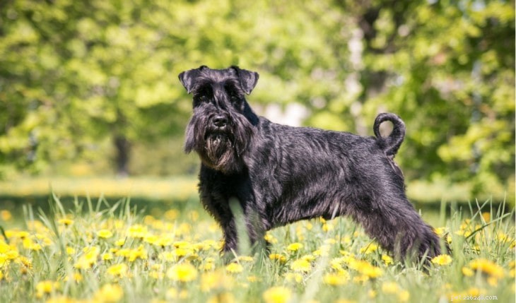 Understanding Standard Schnauzer Behavior: Traits, Temperament, and Care