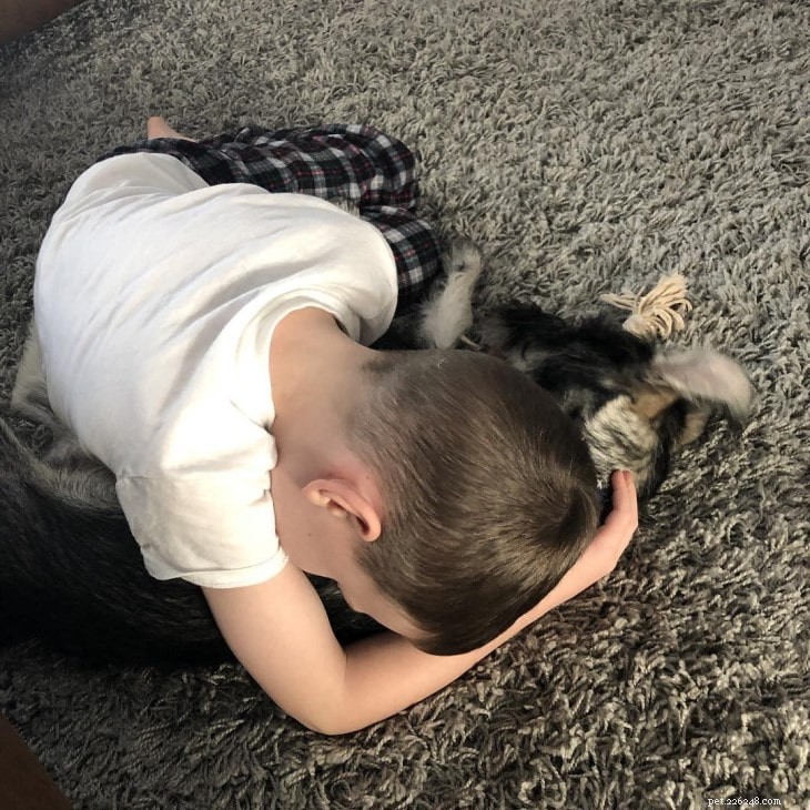 Understanding Standard Schnauzer Behavior: Traits, Temperament, and Care