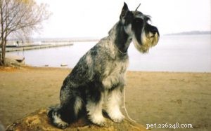 Understanding Standard Schnauzer Behavior: Traits, Temperament, and Care