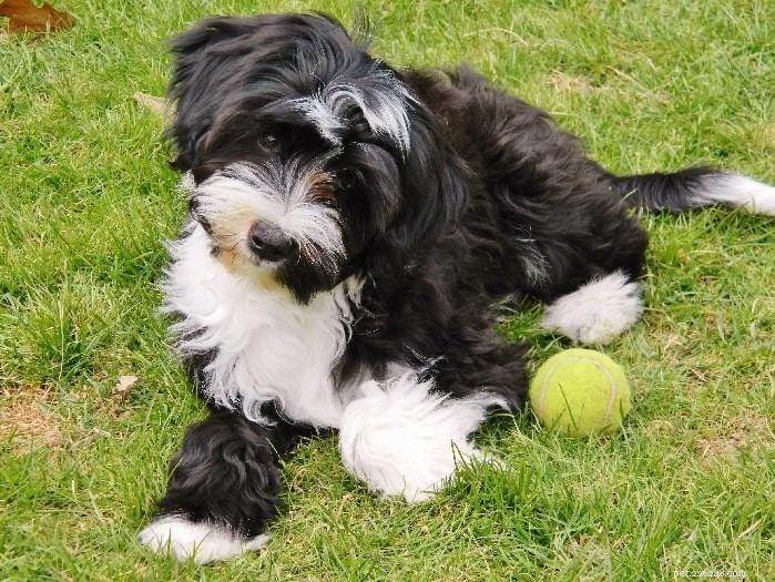Understanding Tibetan Terrier Behavior: Traits, Care, and Family Compatibility