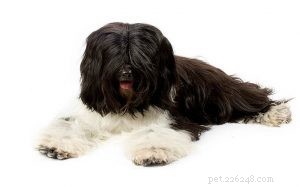 Understanding Tibetan Terrier Behavior: Traits, Care, and Family Compatibility