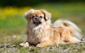 Tibetan Spaniel: A Loyal, Active Companion for Every Household