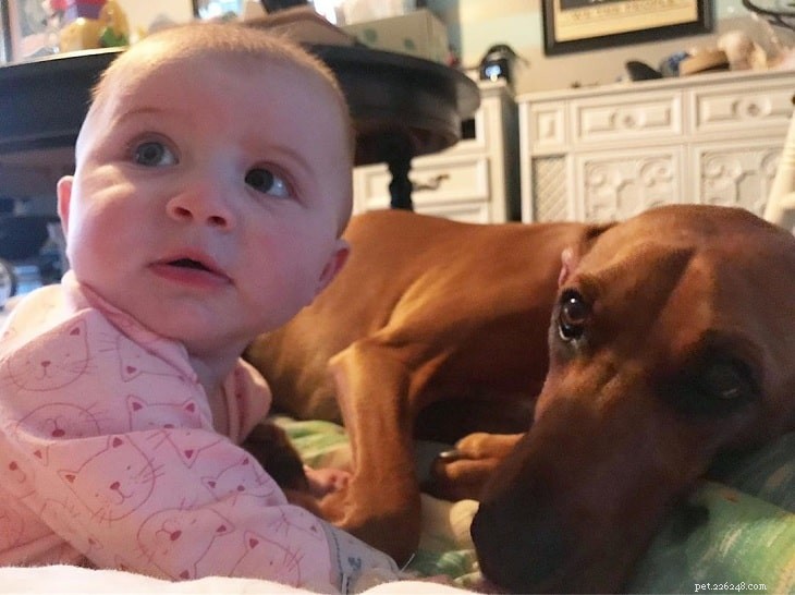 Understanding Redbone Coonhound Behavior & Characteristics
