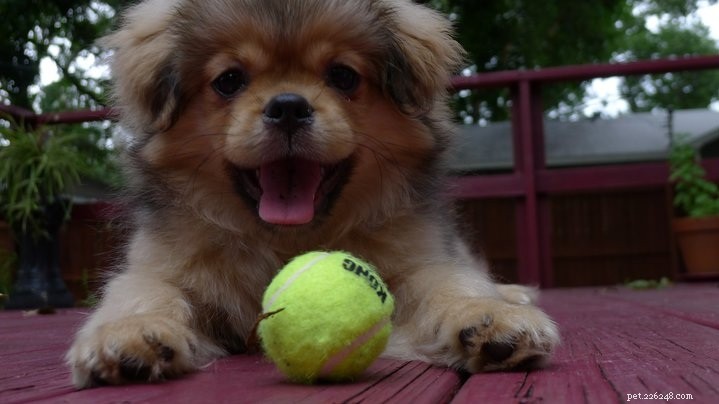 Tibetan Spaniel: A Loyal, Active Companion for Every Household