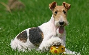 Wire Fox Terrier: Energetic, Obedient Family Companion