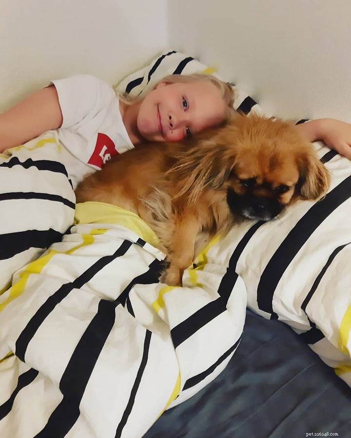 Tibetan Spaniel: A Loyal, Active Companion for Every Household