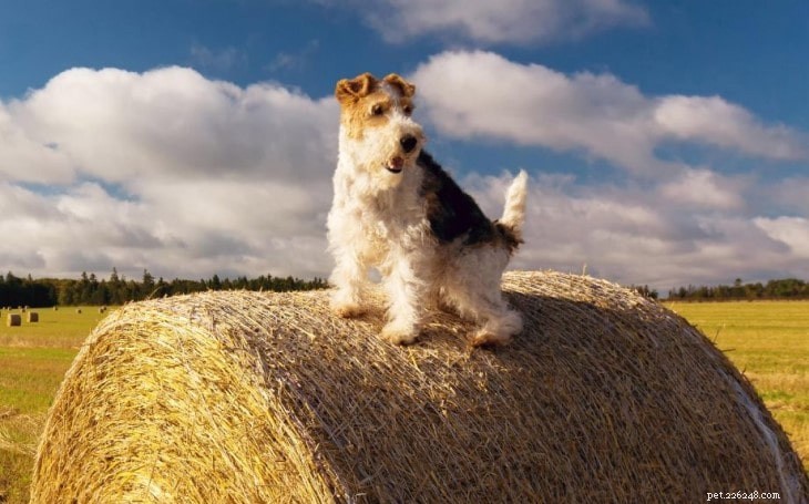 Wire Fox Terrier: Energetic, Obedient Family Companion
