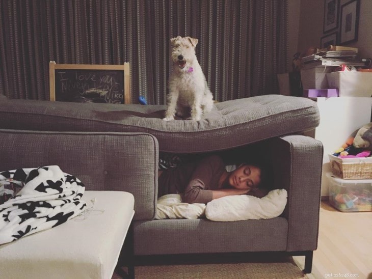 Wire Fox Terrier: Energetic, Obedient Family Companion