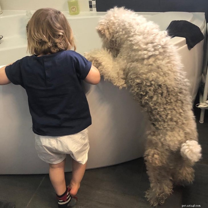 Wire Fox Terrier: Energetic, Obedient Family Companion