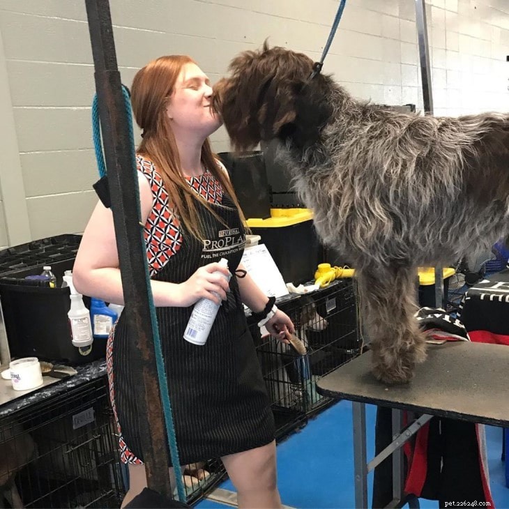 Understanding Wirehaired Pointing Griffon Behavior: Traits & Care