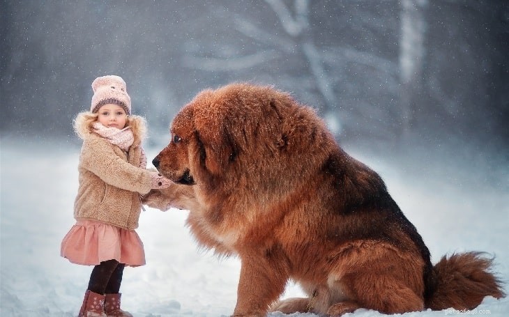 Understanding Tibetan Mastiff Behavior: Traits, Care & Training