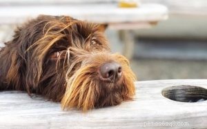 Understanding Wirehaired Pointing Griffon Behavior: Traits & Care