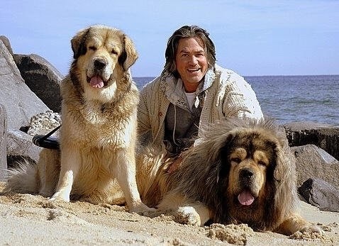 Understanding Tibetan Mastiff Behavior: Traits, Care & Training