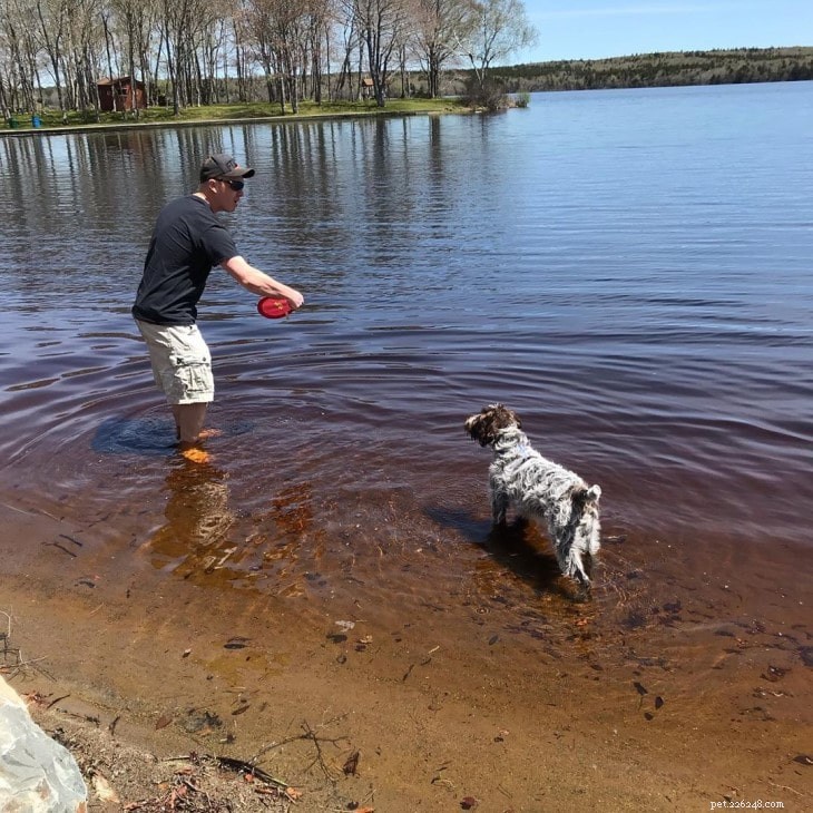 Understanding Wirehaired Pointing Griffon Behavior: Traits & Care