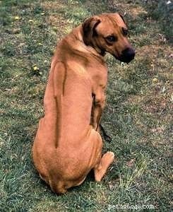 Rhodesian Ridgeback Behavior: Traits, Temperament, and Training Tips