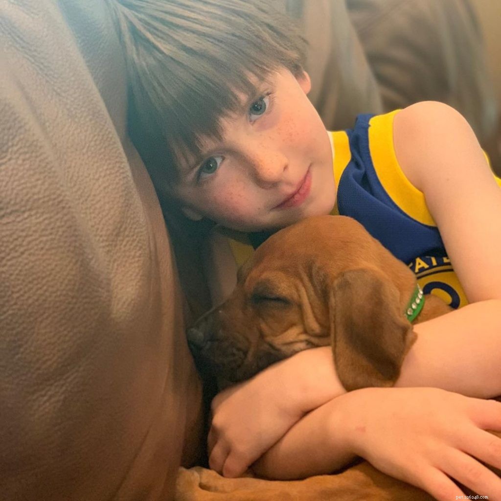 Rhodesian Ridgeback Behavior: Traits, Temperament, and Training Tips