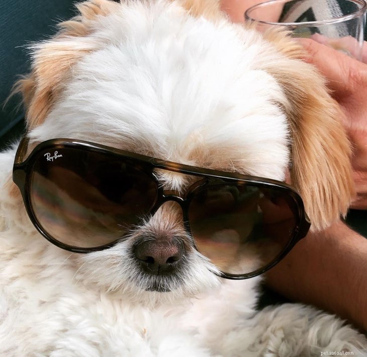 Yorkie Bichon Behavior: Temperament & Care Guide