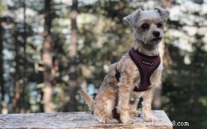 Yorkie Bichon Behavior: Temperament & Care Guide