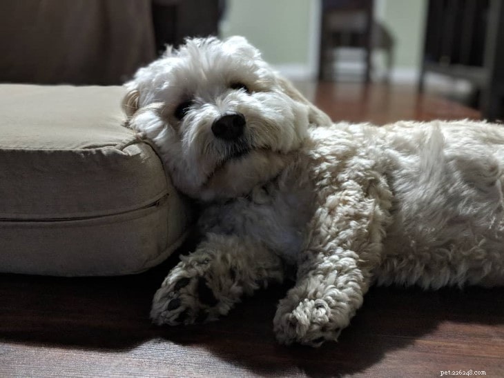 Yorkie Bichon Behavior: Temperament & Care Guide
