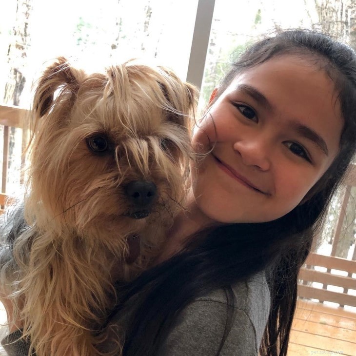 Yorkie Bichon Behavior: Temperament & Care Guide