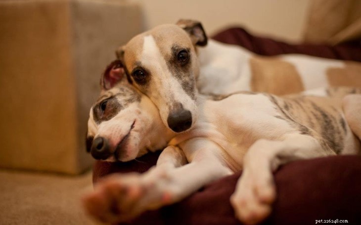 Whippet Behavior: Gentle, Athletic, and Elegant – A Comprehensive Guide