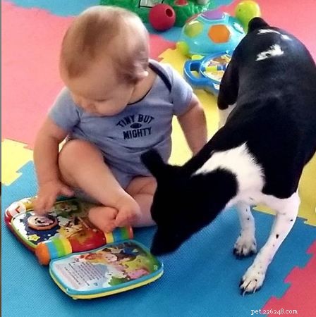 Understanding Teddy Roosevelt Terrier Behavior: Traits, Training, and Care