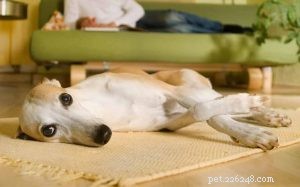 Whippet Behavior: Gentle, Athletic, and Elegant – A Comprehensive Guide
