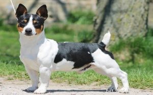 Understanding Teddy Roosevelt Terrier Behavior: Traits, Training, and Care