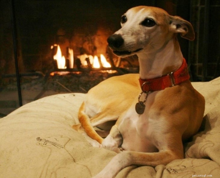Whippet Behavior: Gentle, Athletic, and Elegant – A Comprehensive Guide